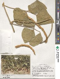 Vigna unguiculata subsp. sesquipedalis image