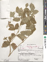 Vigna unguiculata image