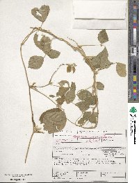 Vigna unguiculata subsp. unguiculata image