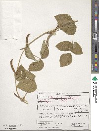 Vigna unguiculata subsp. unguiculata image