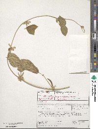 Vigna unguiculata subsp. unguiculata image