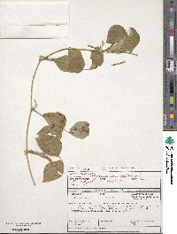 Vigna unguiculata subsp. unguiculata image