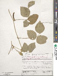 Vigna unguiculata subsp. unguiculata image