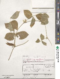 Vigna unguiculata subsp. unguiculata image