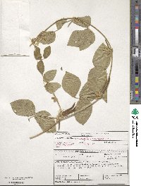 Vigna unguiculata subsp. unguiculata image