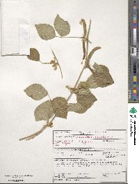 Vigna unguiculata image