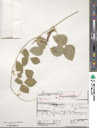 Vigna unguiculata subsp. unguiculata image