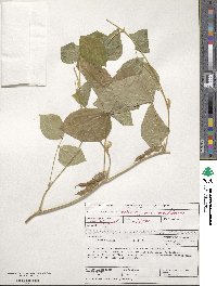 Vigna unguiculata image