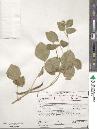 Vigna unguiculata subsp. unguiculata image