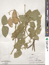 Vigna vexillata image