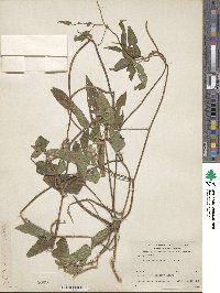 Vigna vexillata image