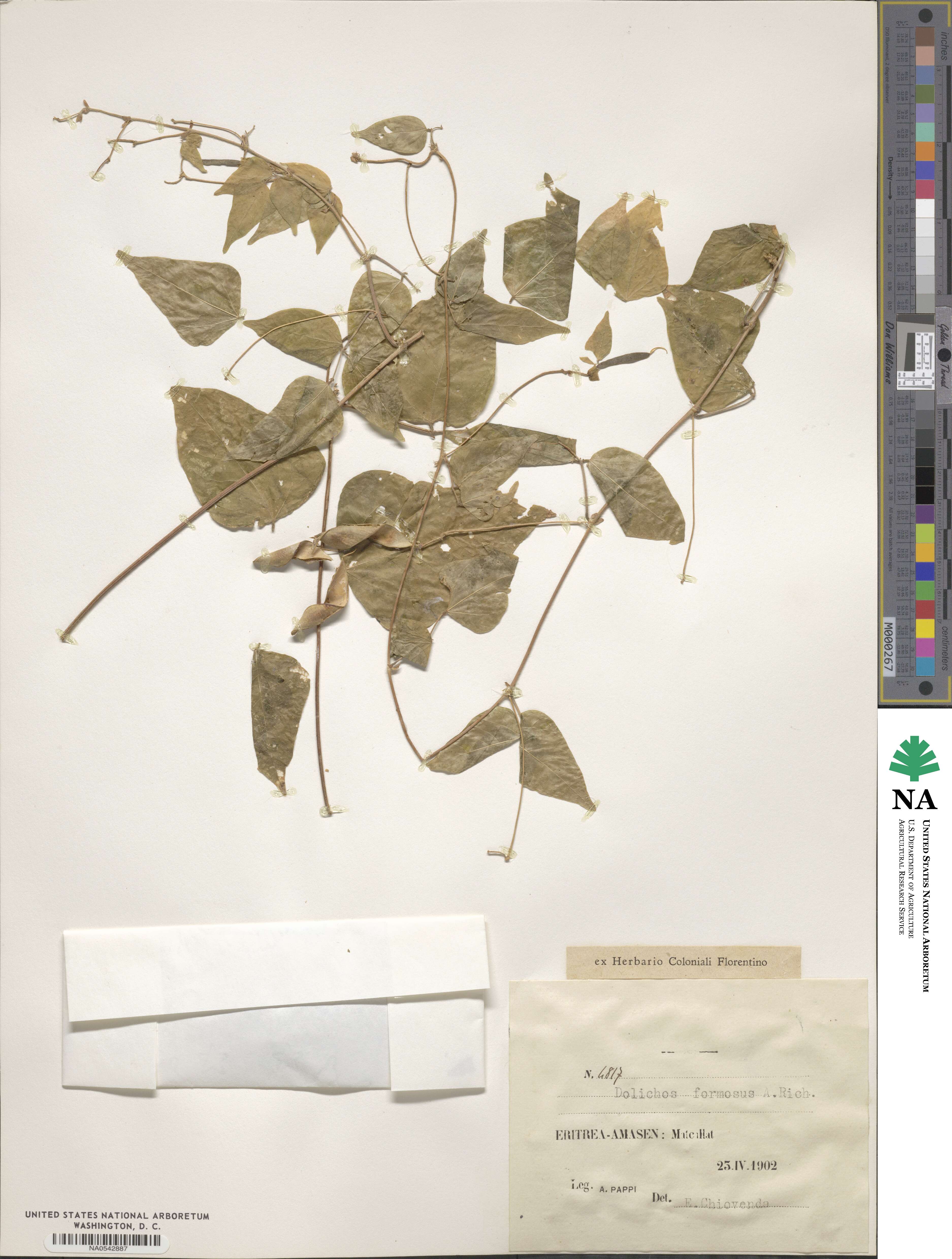 Dolichos sericeus image