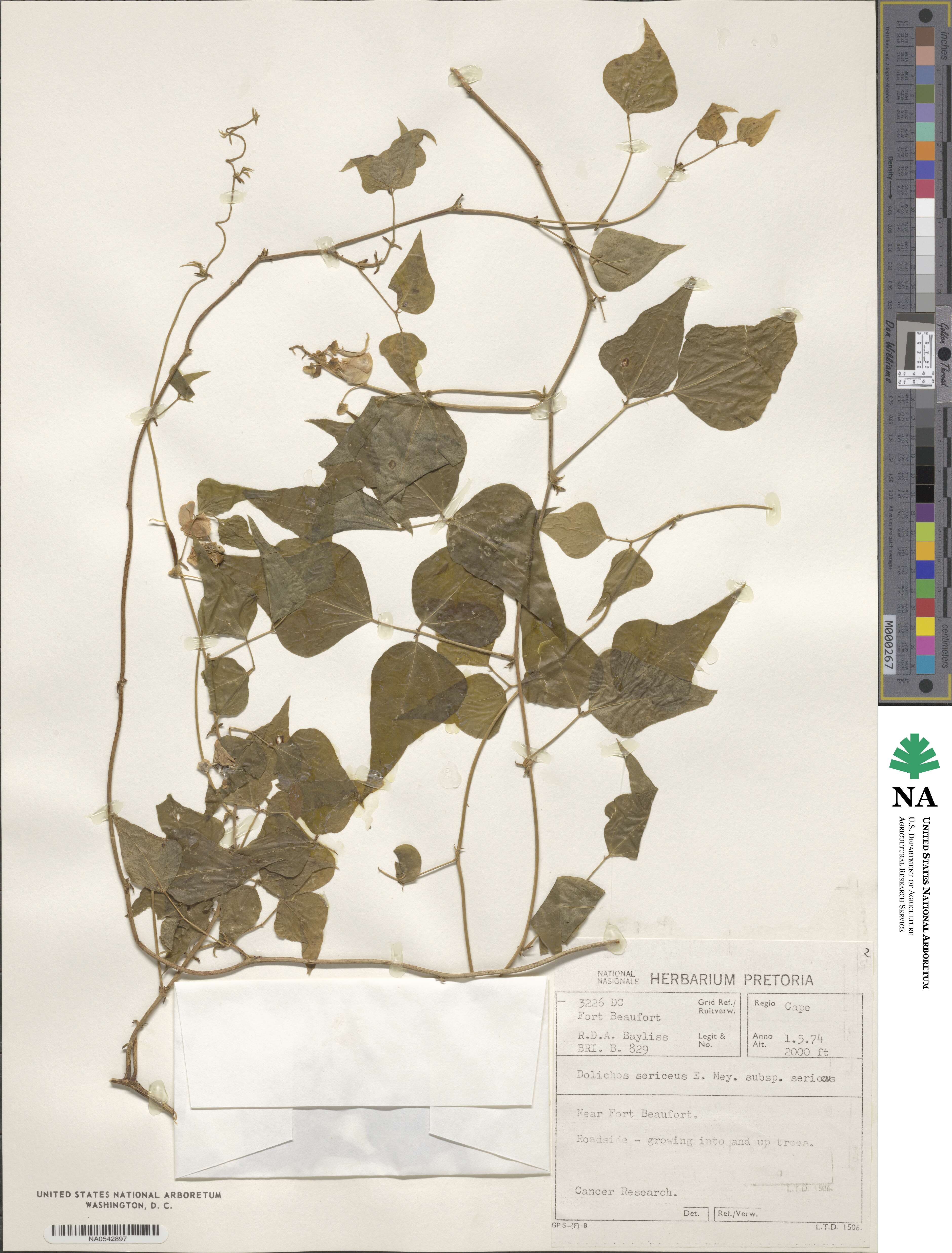 Dolichos sericeus image
