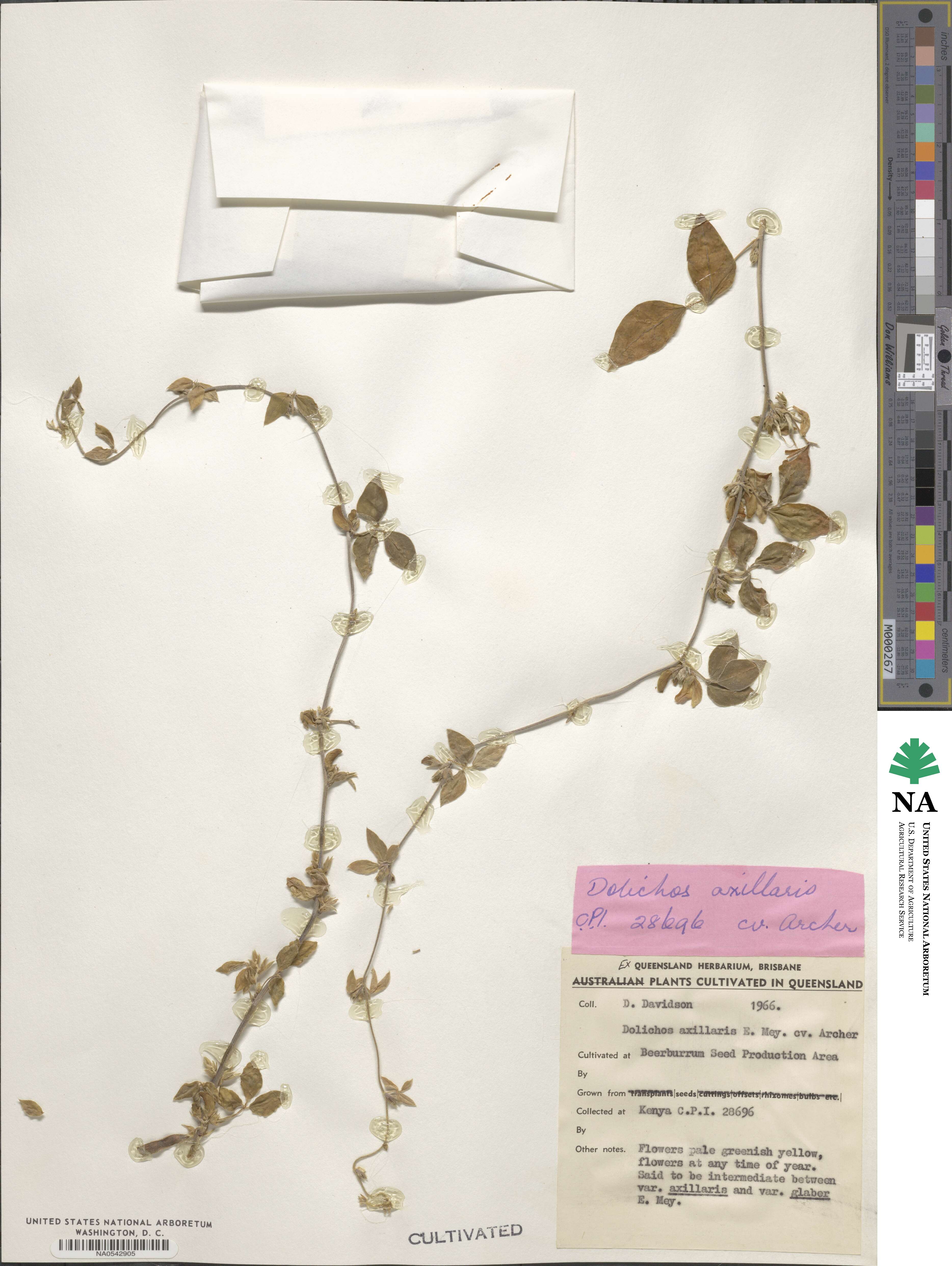 Macrotyloma axillare image