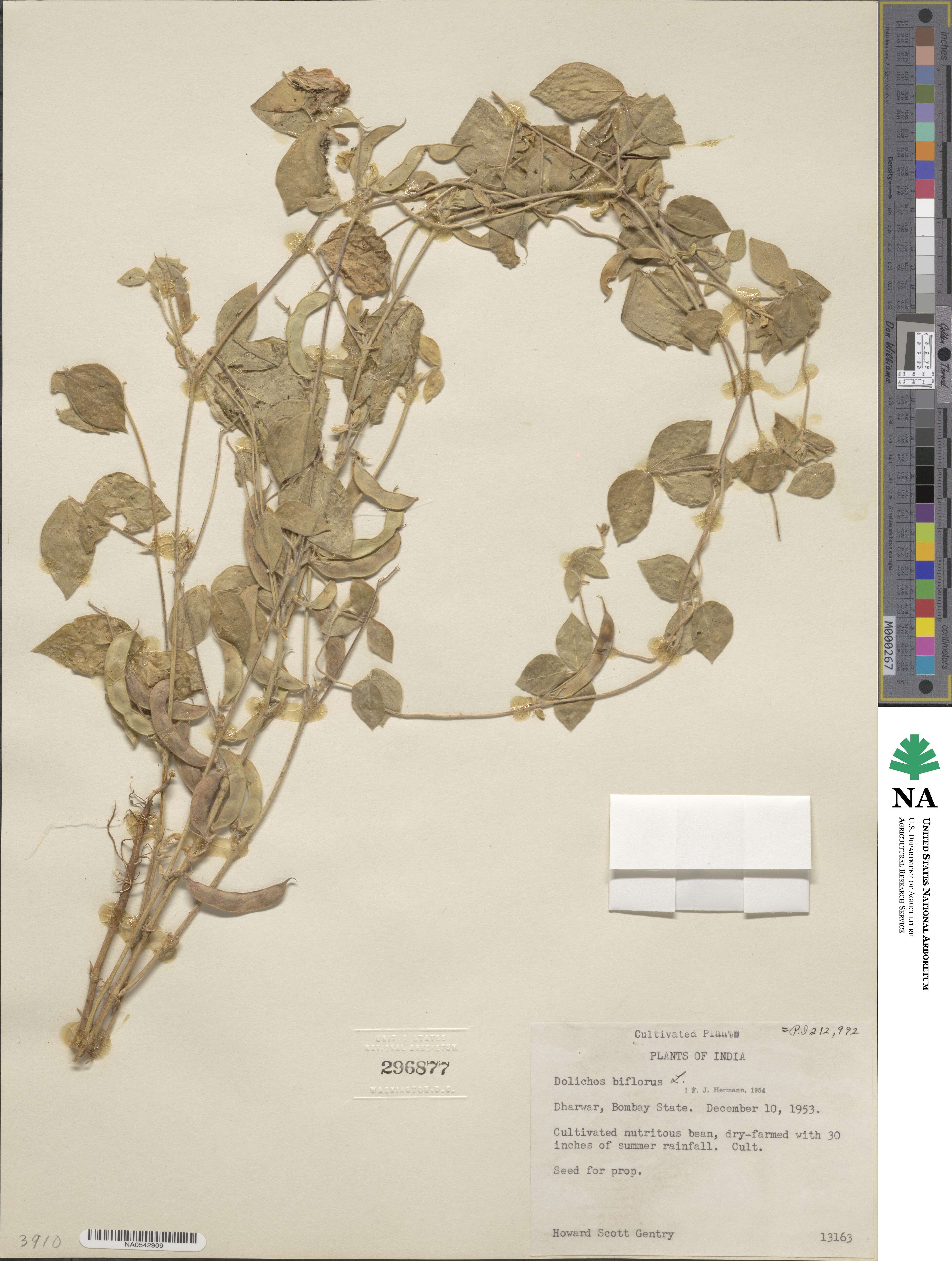 Macrotyloma biflorum var. biflorum image