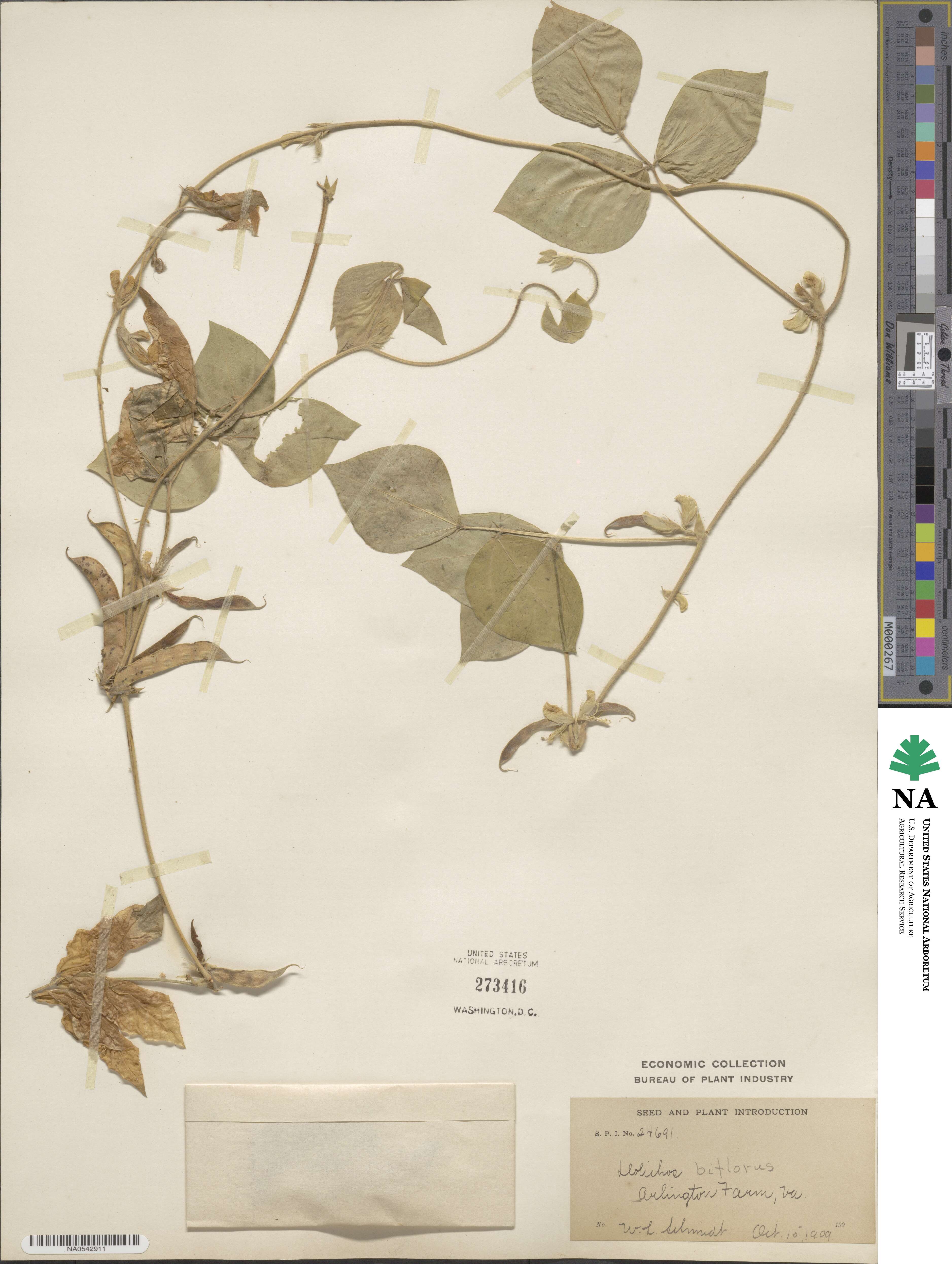 Macrotyloma biflorum var. biflorum image