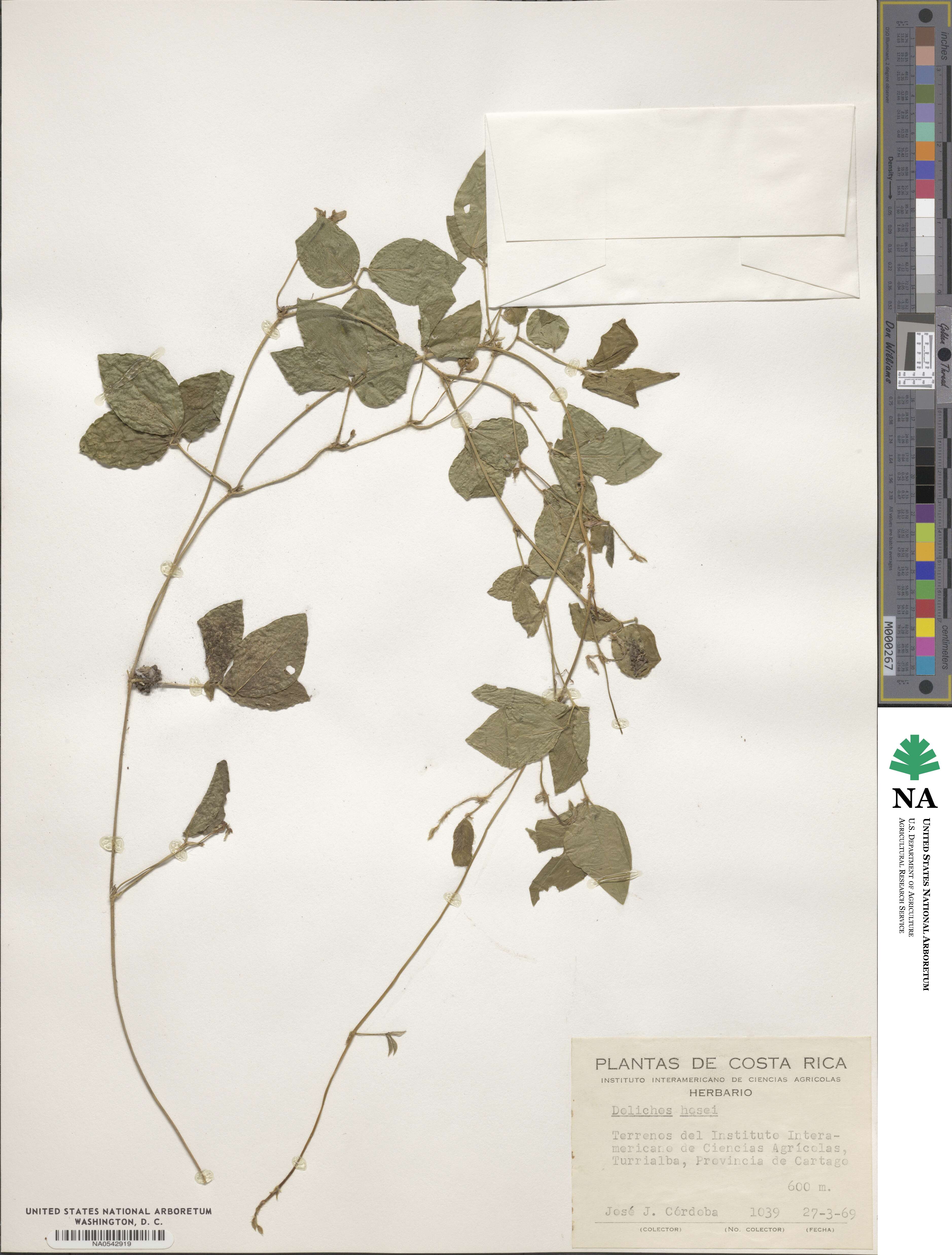 Vigna hosei image