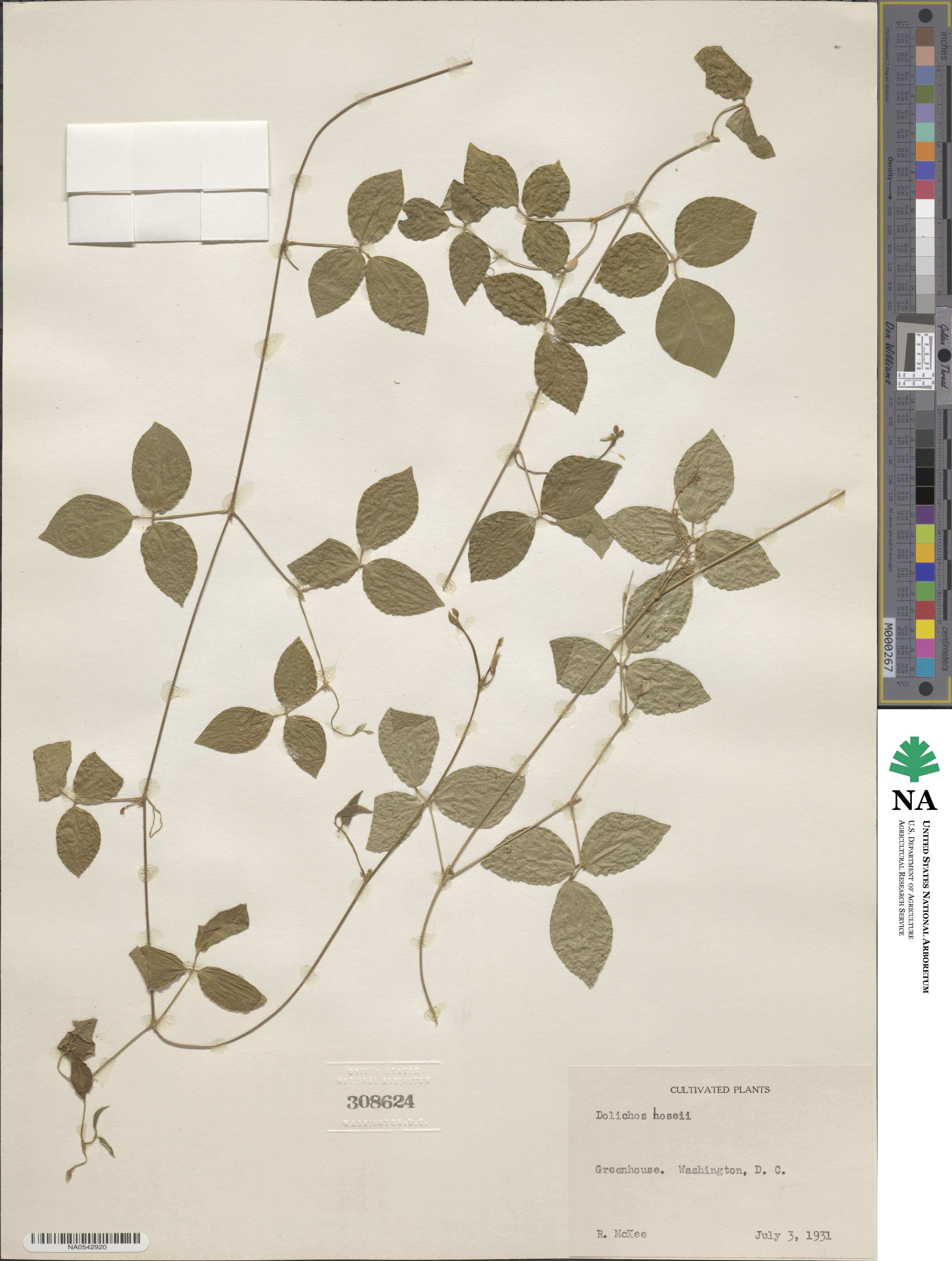 Vigna hosei image