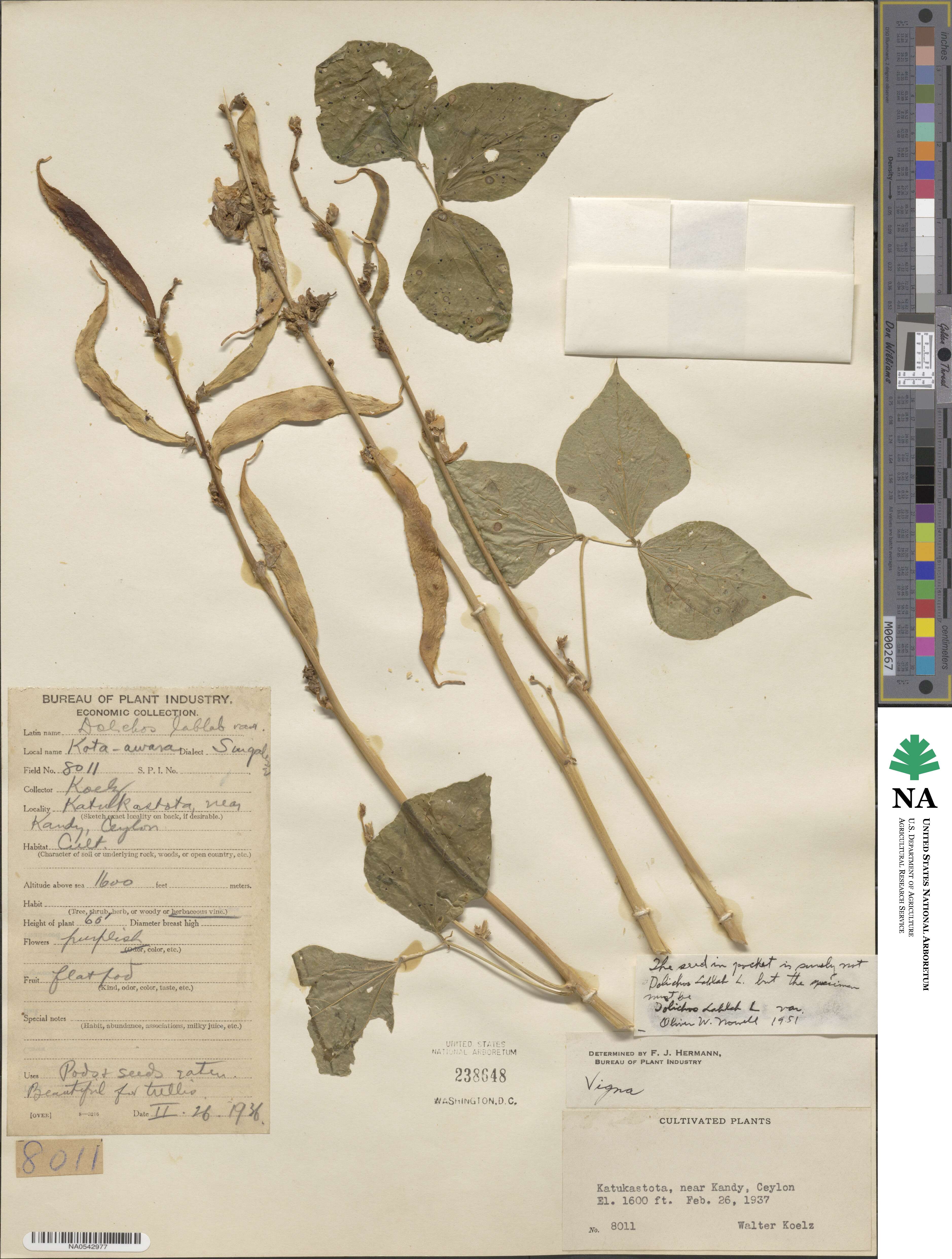 Lablab purpureus subsp. purpureus image