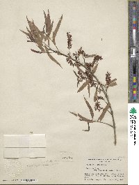 Salix gooddingii var. variabilis image