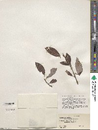 Salix glaucophylloides var. albovestita image