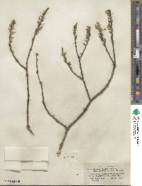 Salix glaucophylloides var. albovestita image