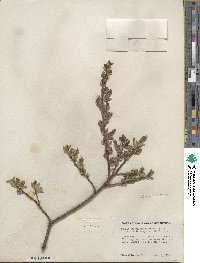 Salix glaucophylloides var. albovestita image