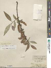 Salix glaucophylloides var. albovestita image