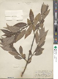 Salix glaucophylloides var. albovestita image