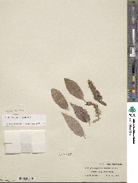 Salix glaucophylloides var. albovestita image