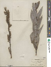 Salix myricoides image