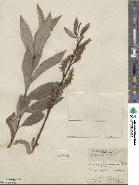 Salix myricoides image