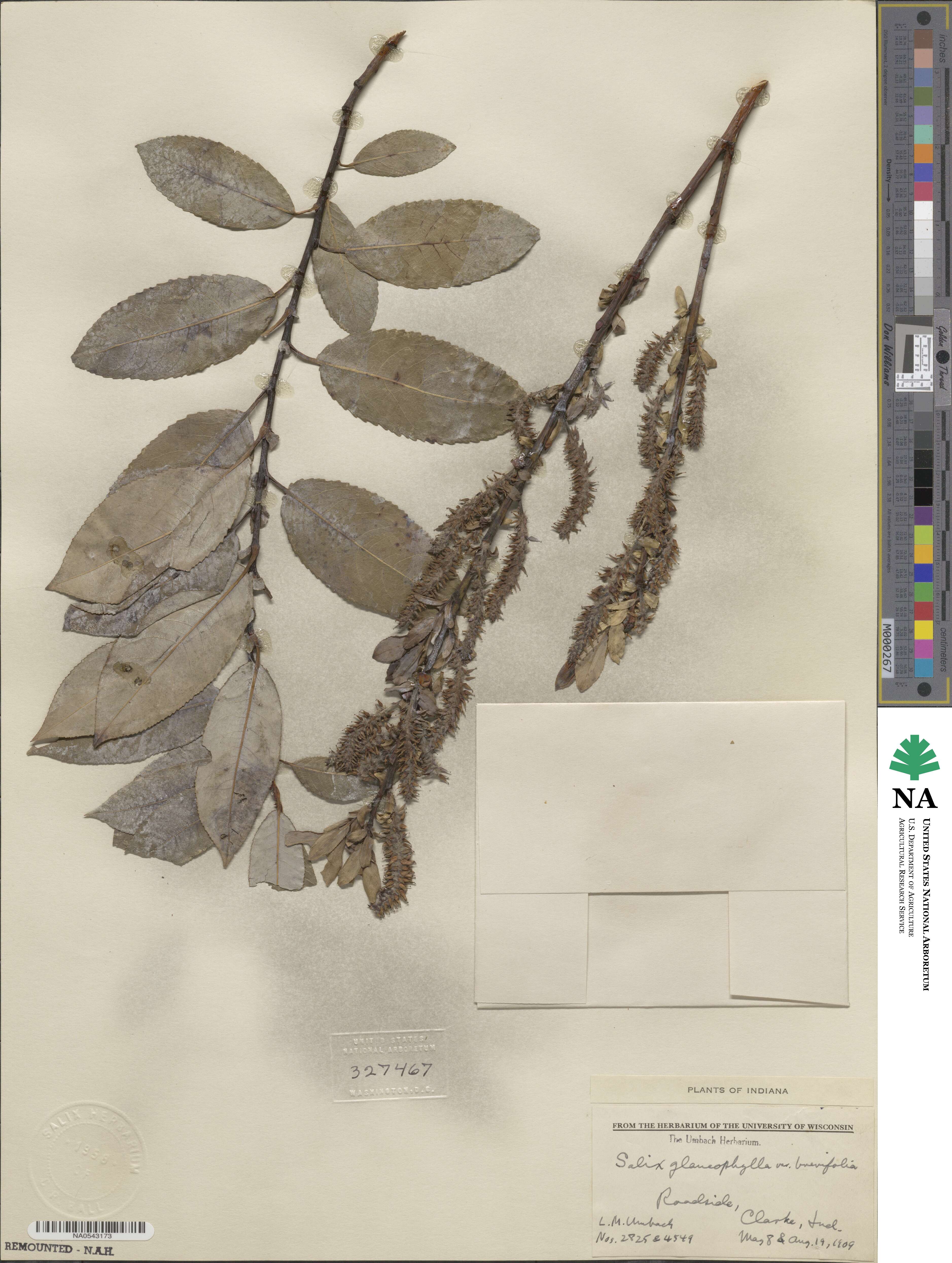 Salix glaucophylloides var. brevifolia image