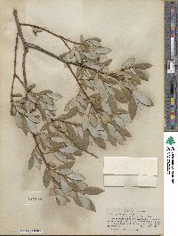 Salix glaucophylloides var. brevifolia image