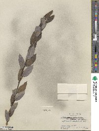 Salix glaucophylloides var. brevifolia image