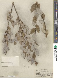 Salix glaucophylloides var. brevifolia image