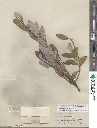 Salix glaucophylloides var. brevifolia image