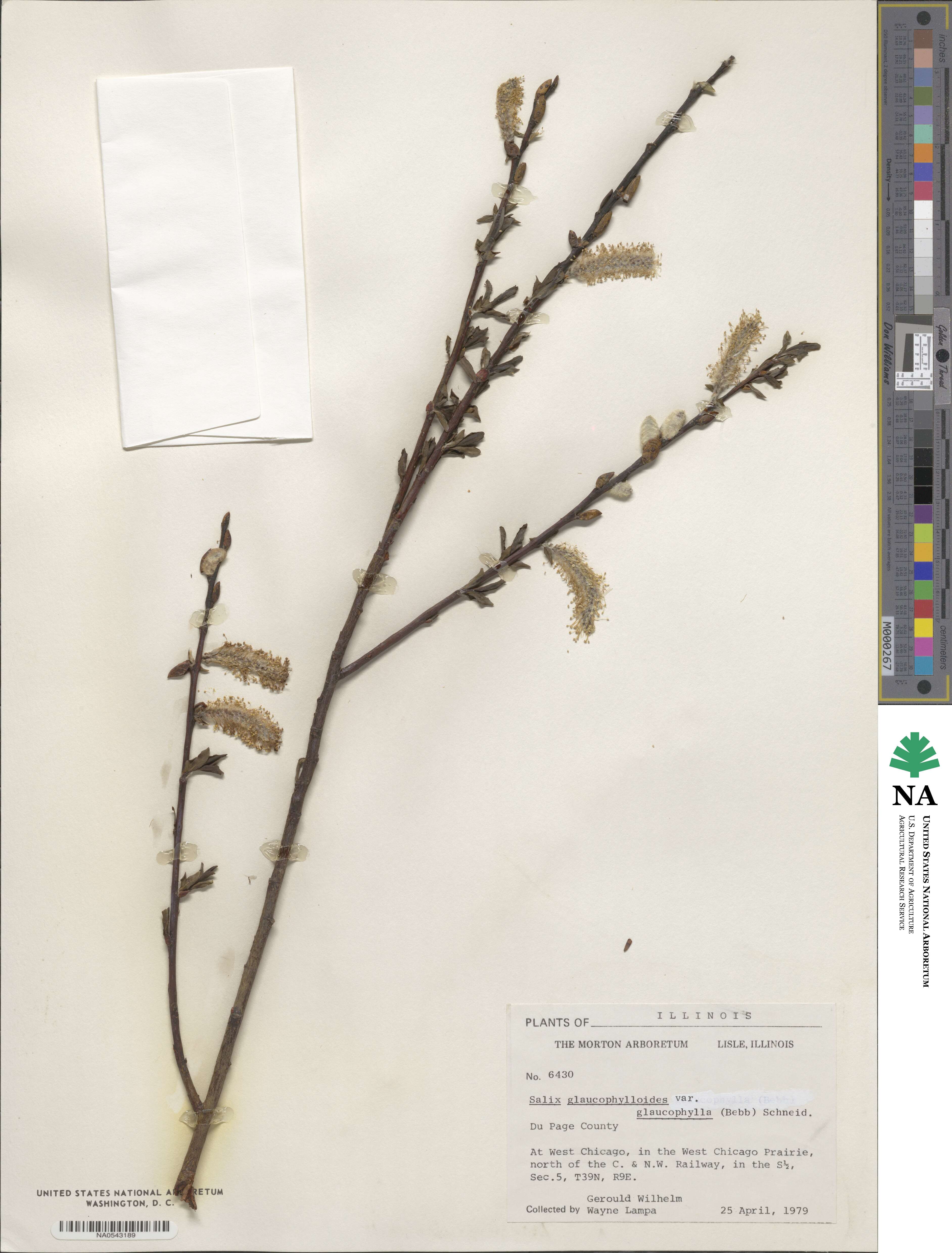 Salix myricoides image