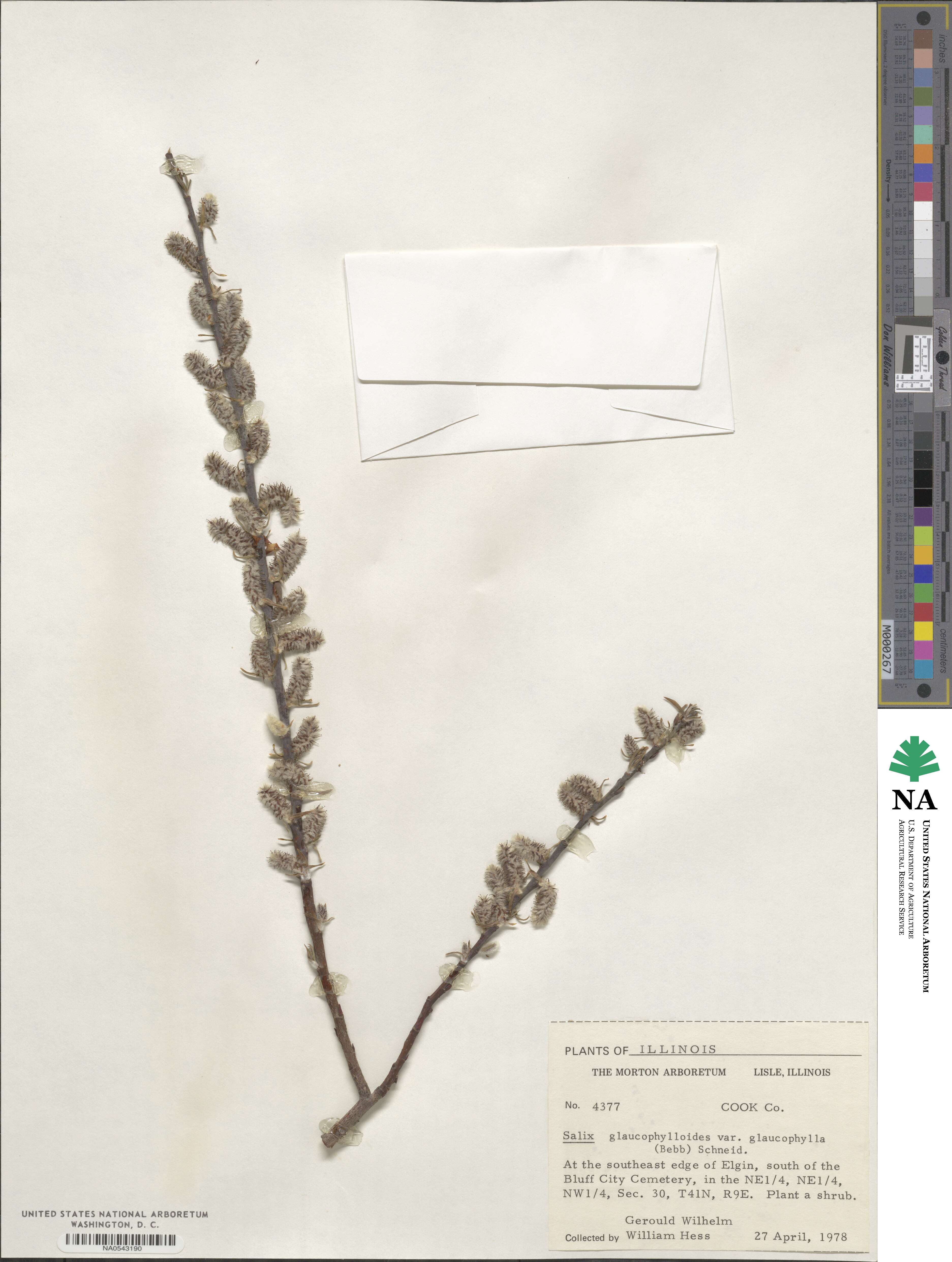 Salix myricoides image