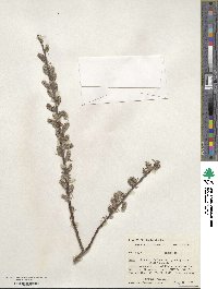 Salix myricoides image