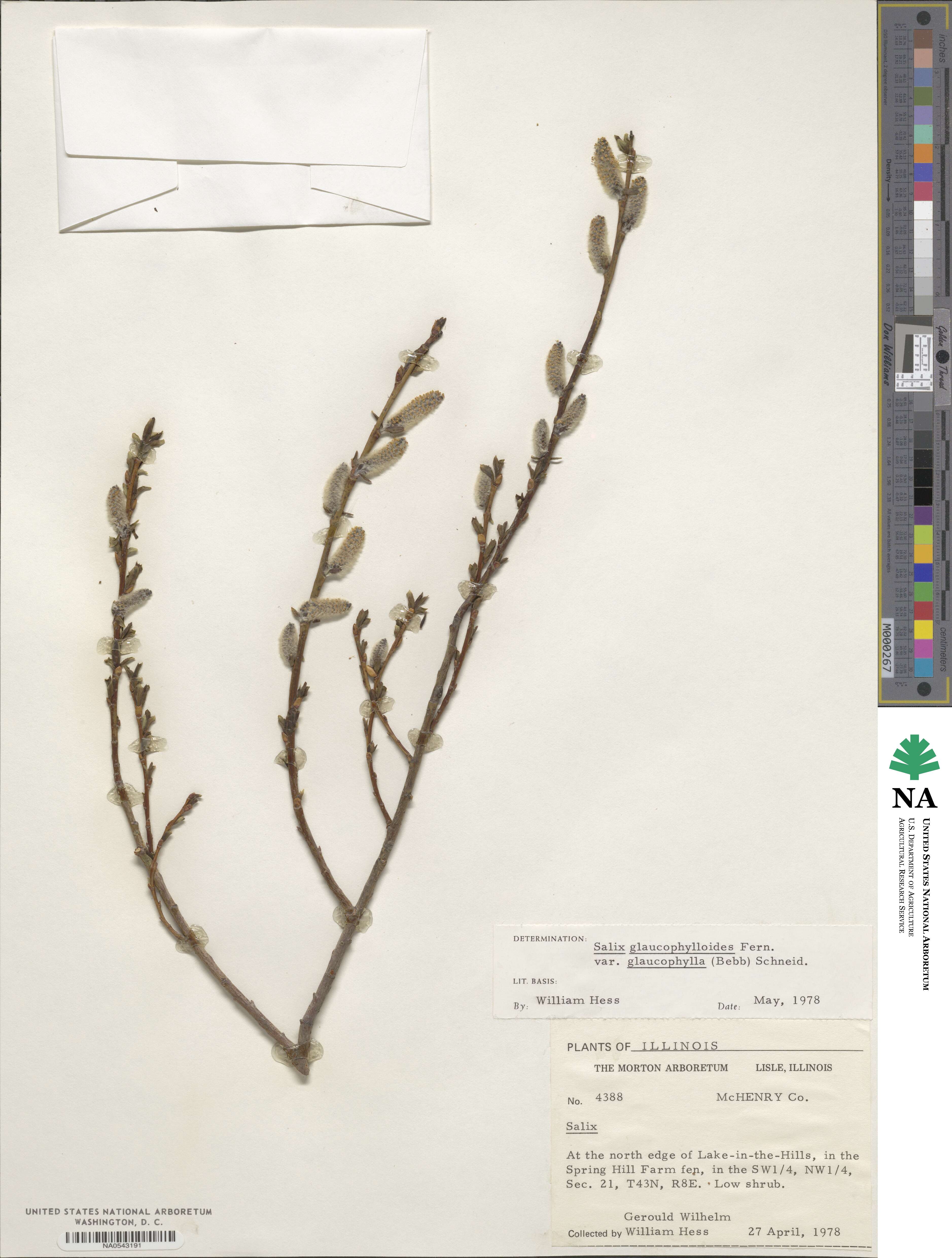 Salix myricoides image