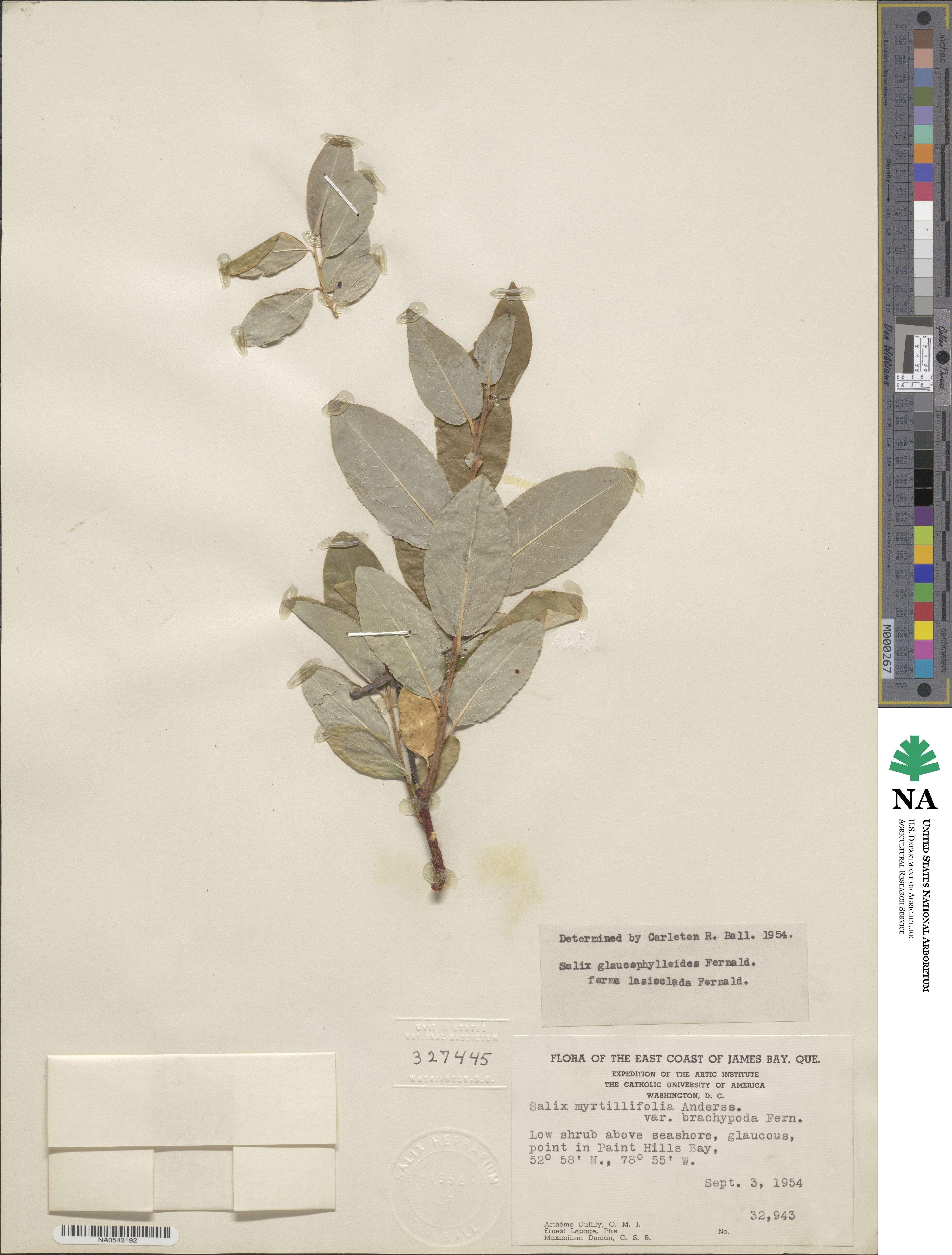 Salix myricoides image
