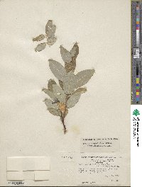 Salix myricoides image