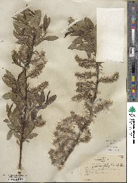 Salix myricoides image