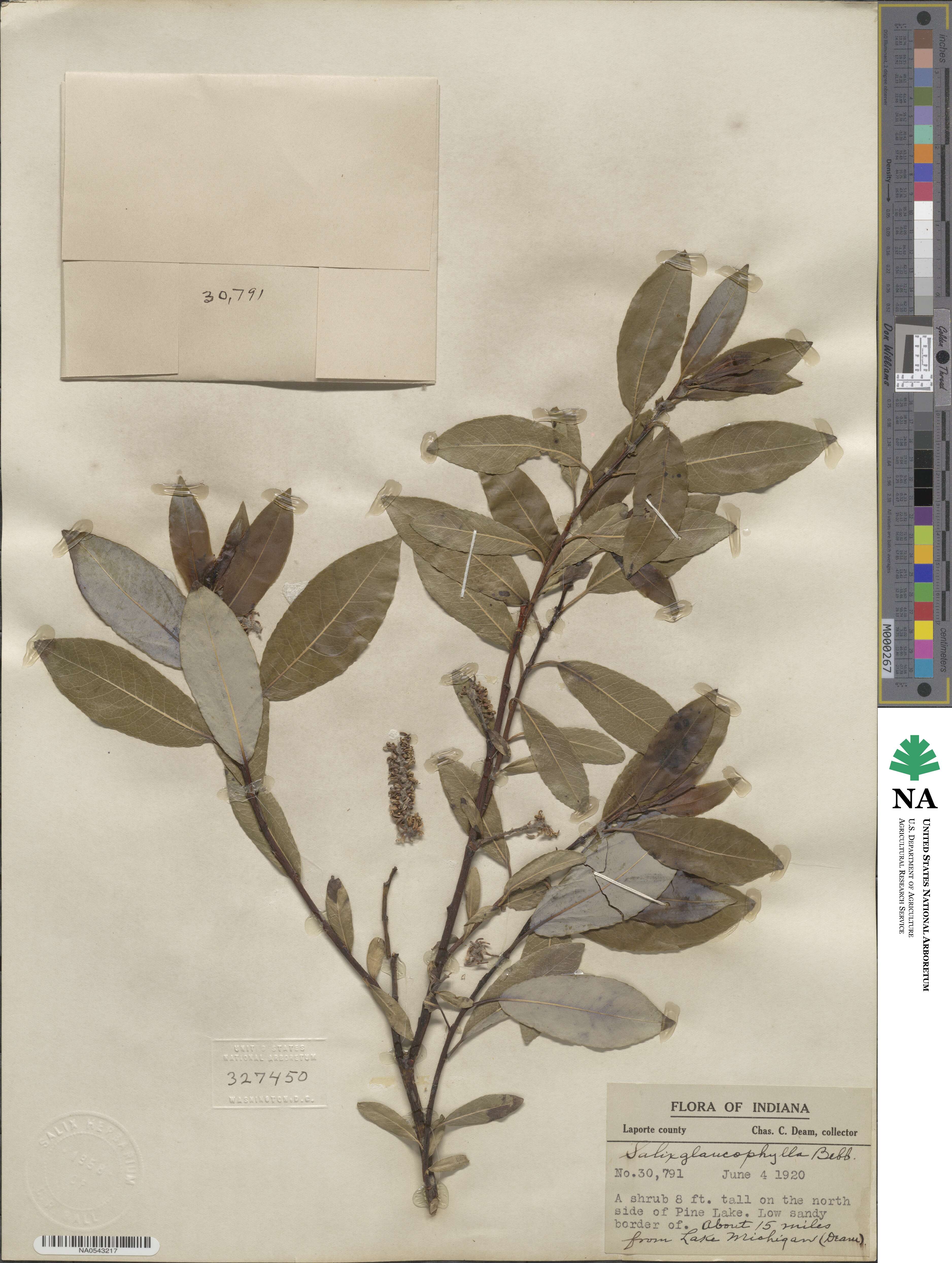 Salix myricoides image