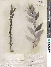 Salix myricoides image