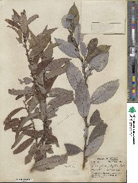 Salix myricoides image