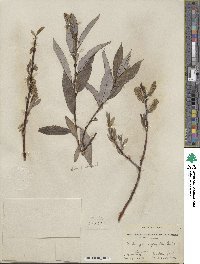 Salix myricoides image