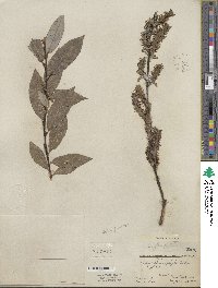 Salix myricoides image