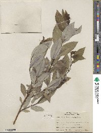 Salix myricoides image